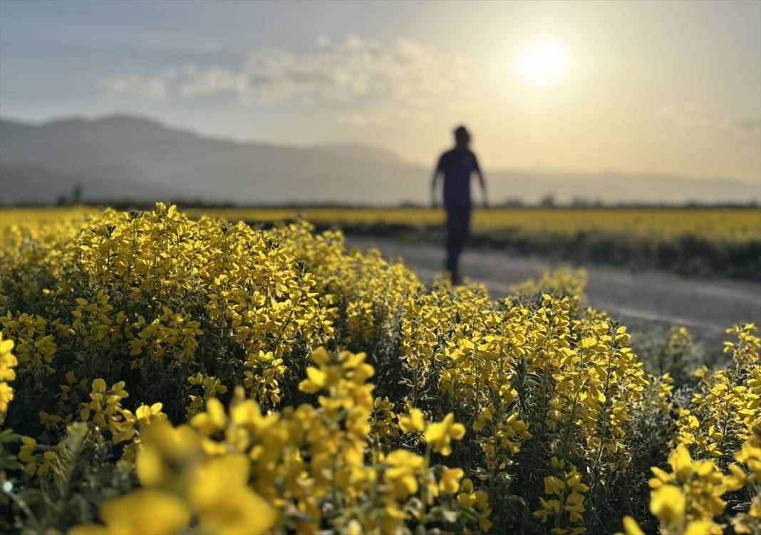 Konya’nın kuruyan gölünü altın sarısı renklendirdi 2